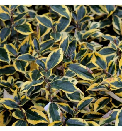 Elaeagnus x Ebbingei 'Gilt Edge' - Silverthorn