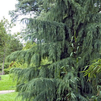 Cedrus Deodara Feeling Blue