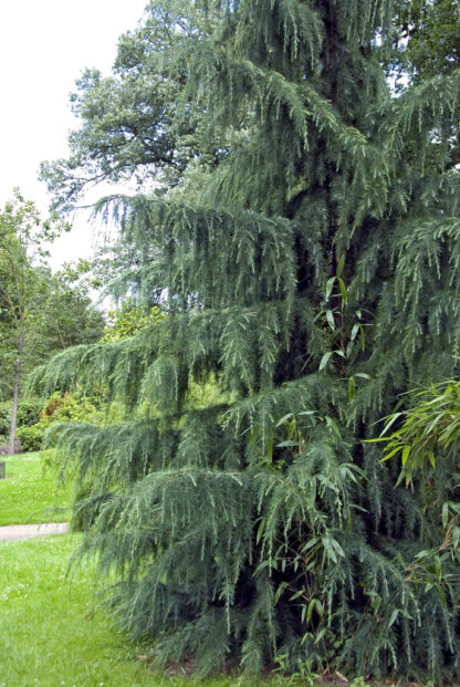 Cedrus Deodara Feeling Blue
