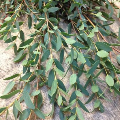 Eucalyptus Parvifolia - Olivia - Small Leaved Gum