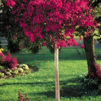 Euonymous Alatus Tree - Burning Bush Spindle Tree Euonymus - Extra Large 140-180cms Tree