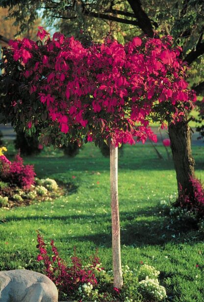 Euonymous Alatus Tree - Burning Bush Spindle Tree Euonymus - Extra Large 140-180cms Tree