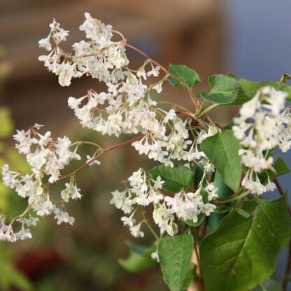 Large 6ft - Specimen Climber - Fallopia Aubertii - (Baldschuanica) - Russian Vine