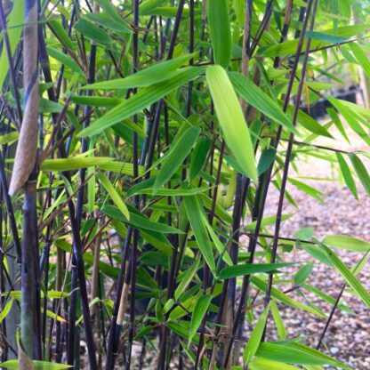 Fargesia Murieliae ‘winter Black’ - Large Black Stem Umbrella Bamboo Circa 100-120cms Tall