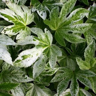 Fatsia Japonica Spiders Web
