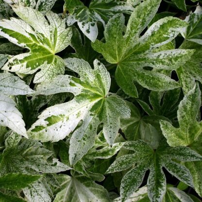 Fatsia Japonica Spiders Web