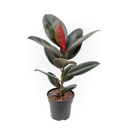 Ficus Elastica Abidjan - Dark Leaf Rubber Plant