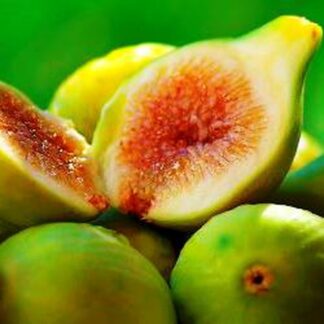 Fig Tree - Ficus Carica - Blanca Gota De Miel