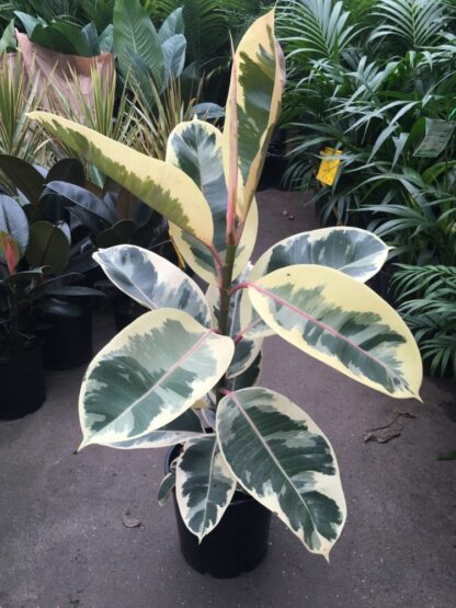 Ficus Elastica Tineke - Variegated Rubber Plant