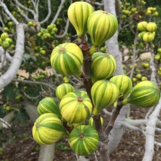 Fig Tree - Ficus Carica Panachee - Striped Tiger Fig - Circa 80cms+