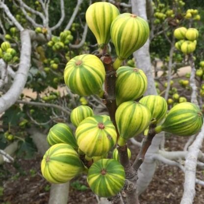 Fig Tree - Ficus Carica Panachee - Striped Tiger Fig - Circa 80cms+
