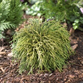 Chamaecyparis Pisifera Filifera Nana