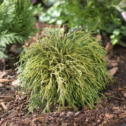 Chamaecyparis Pisifera Filifera Nana