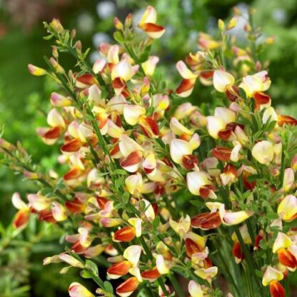 Cytisus Firefly