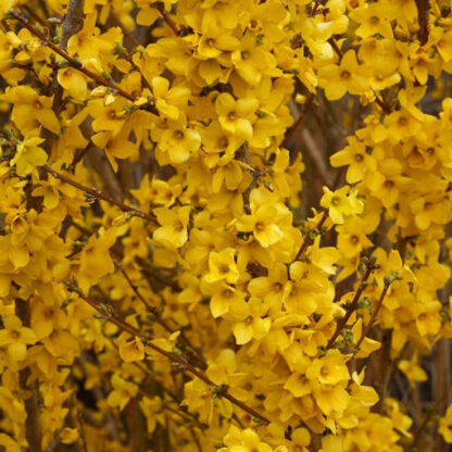 Forsythia Fiesta
