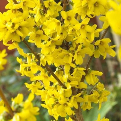 Forsythia Intermedia Week-End - Large Shrub