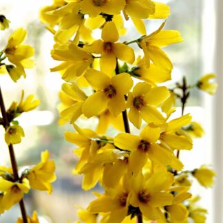 Forsythia x Intermedia 'Mikador'