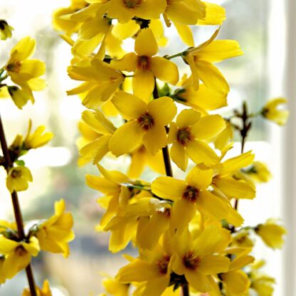 Forsythia x Intermedia 'Mikador'