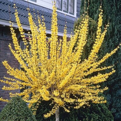 Forsythia Intermedia Week-End - Large Standard Tree