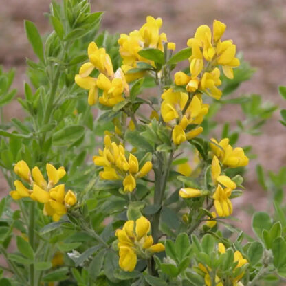 Genista Porlock