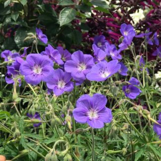 Geranium Pratense Annette - Hardy Blue Geranium