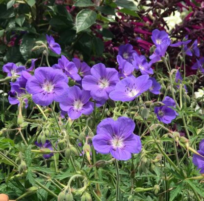 Geranium Pratense Annette - Hardy Blue Geranium