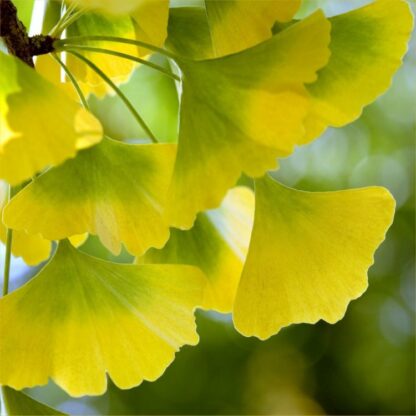 Ginkgo Biloba - Maiden Hair Tree - Stunning Autumn Colour