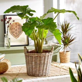 Philodendron Bipinnatifidum Shangri