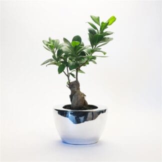Ficus Ginseng Bonsai in Contemporary Silver Ceramic Planter