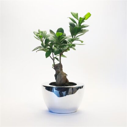 Ficus Ginseng Bonsai in Contemporary Silver Ceramic Planter