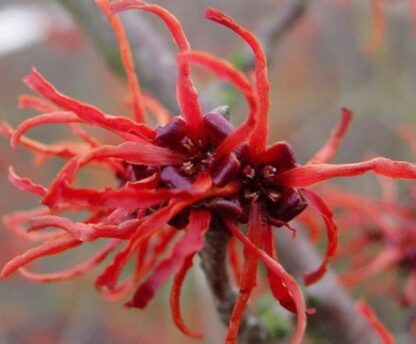 Hamamelis x Intermedia 'Rubin' - Red Witch Hazel