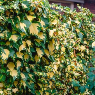 Hedera Helix Goldheart - Evergreen Ivy