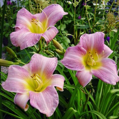 Hemerocallis Catherine Woodbury