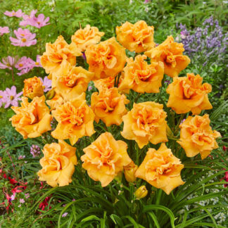 Hemerocallis 'Isabella Maraffi'