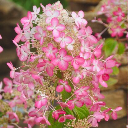 Hydrangea Paniculata Angels Blush