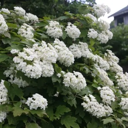 Hydrangea Quercifolia Snow Flake