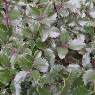 Ilex Blue Prince - Male Holly - 80cm Bushy Plant