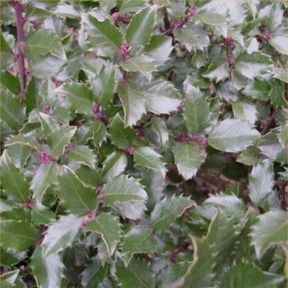Ilex Blue Prince - Male Holly - 80cm Bushy Plant