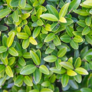 Ilex Crenata - Dark Green Box Leaved Japanese Holly - Large Bush