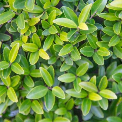 Ilex Crenata - Dark Green Box Leaved Japanese Holly - Large Bush