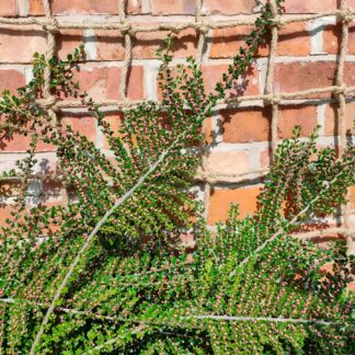 Rope Trellis 1.2x1.8m