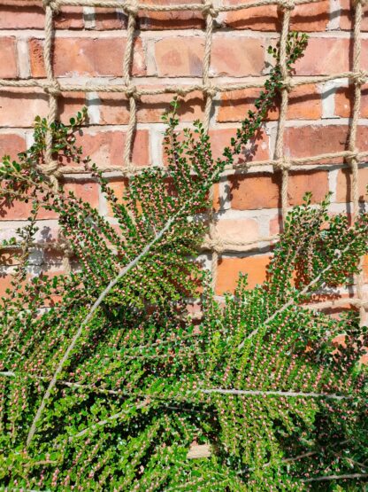 Rope Trellis 1.2x1.8m