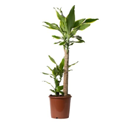 Dracaena Golden Coast