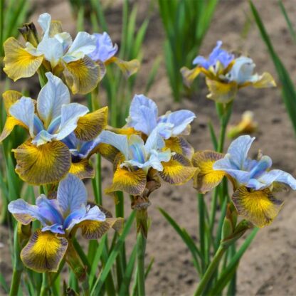 Iris Sibirica Uncorked
