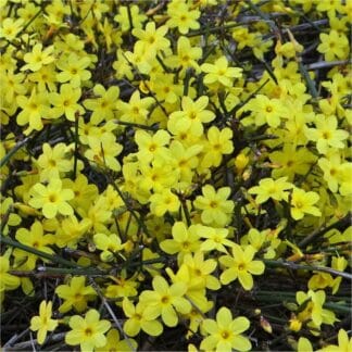 Jasminum Nudiflorum - Winter Jasmin - in Bud & Bloom - Bright Yellow Flowering Winter Jasmine