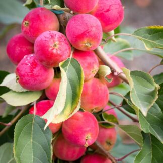 Crabapple Tree - Malus Jelly King - 150cm