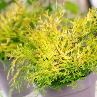 Chamaecyparis Obtusa Kamarachiba