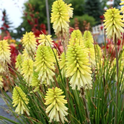 Kniphofia Poco Citron