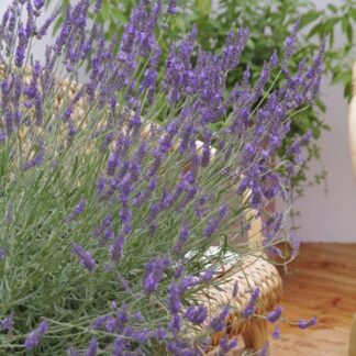Lavender x Intermedia 'Phenomenal' Niko Lavandula - Super Hardy Blue Lavender