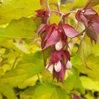 Leycesteria  Formosa Golden Lanterns